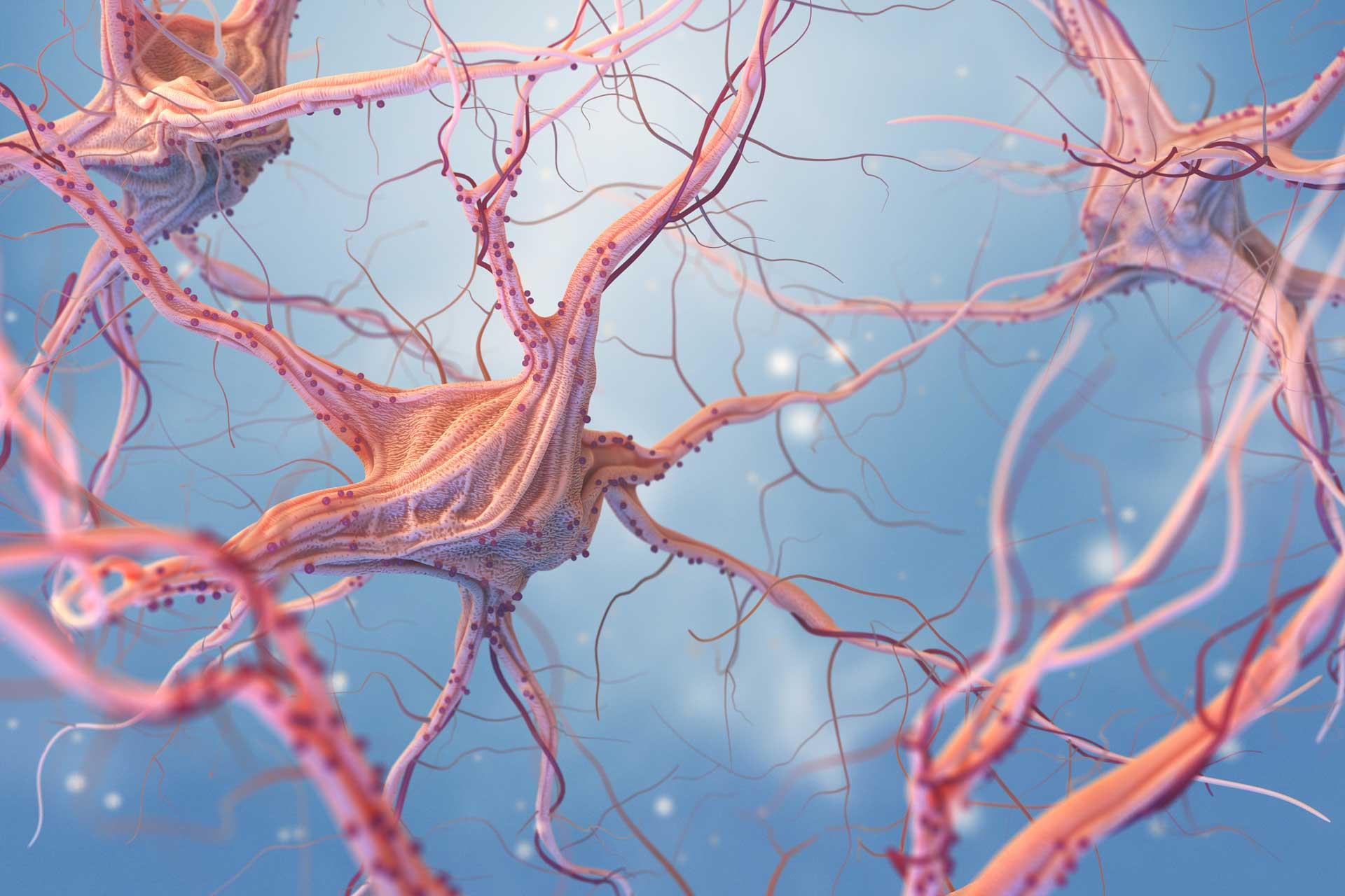 image of multiple nerve cells