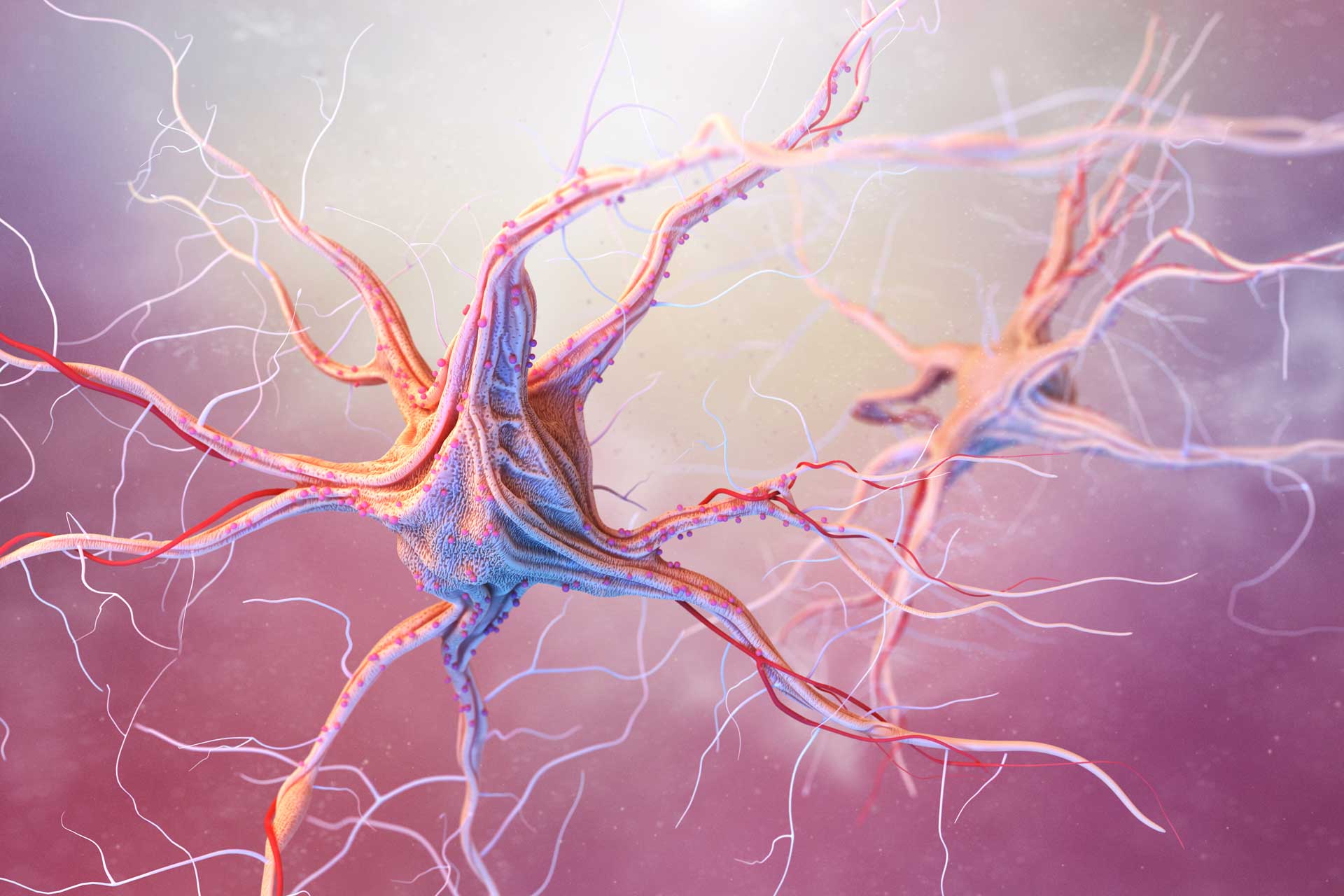image of a nerve cell within the body